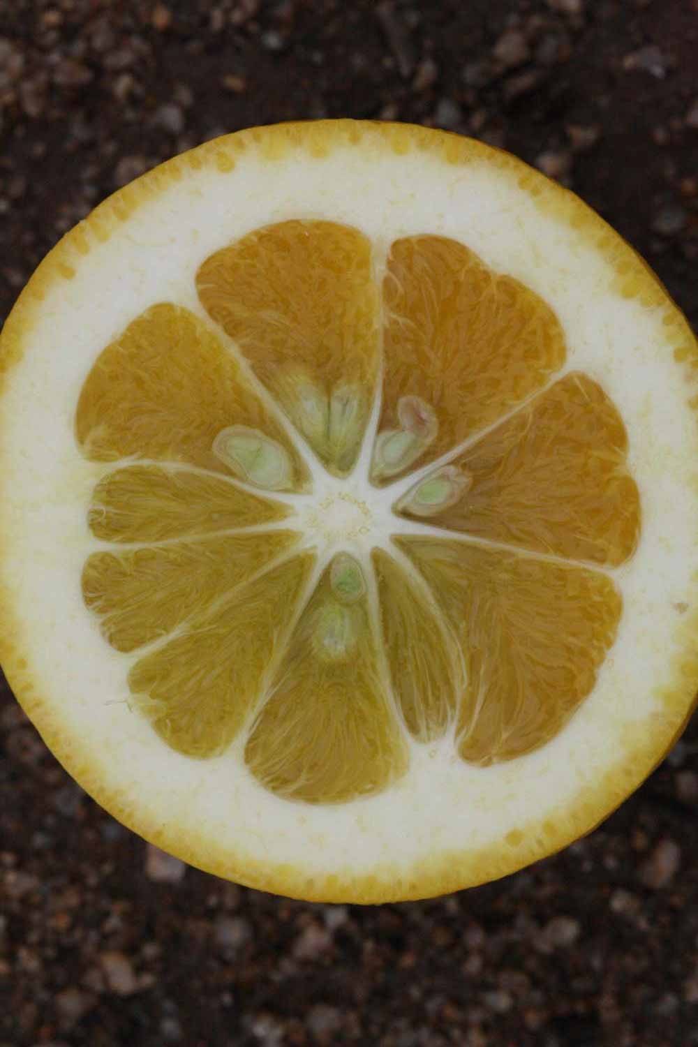            Fruit cross-section (Riverside, CA)   